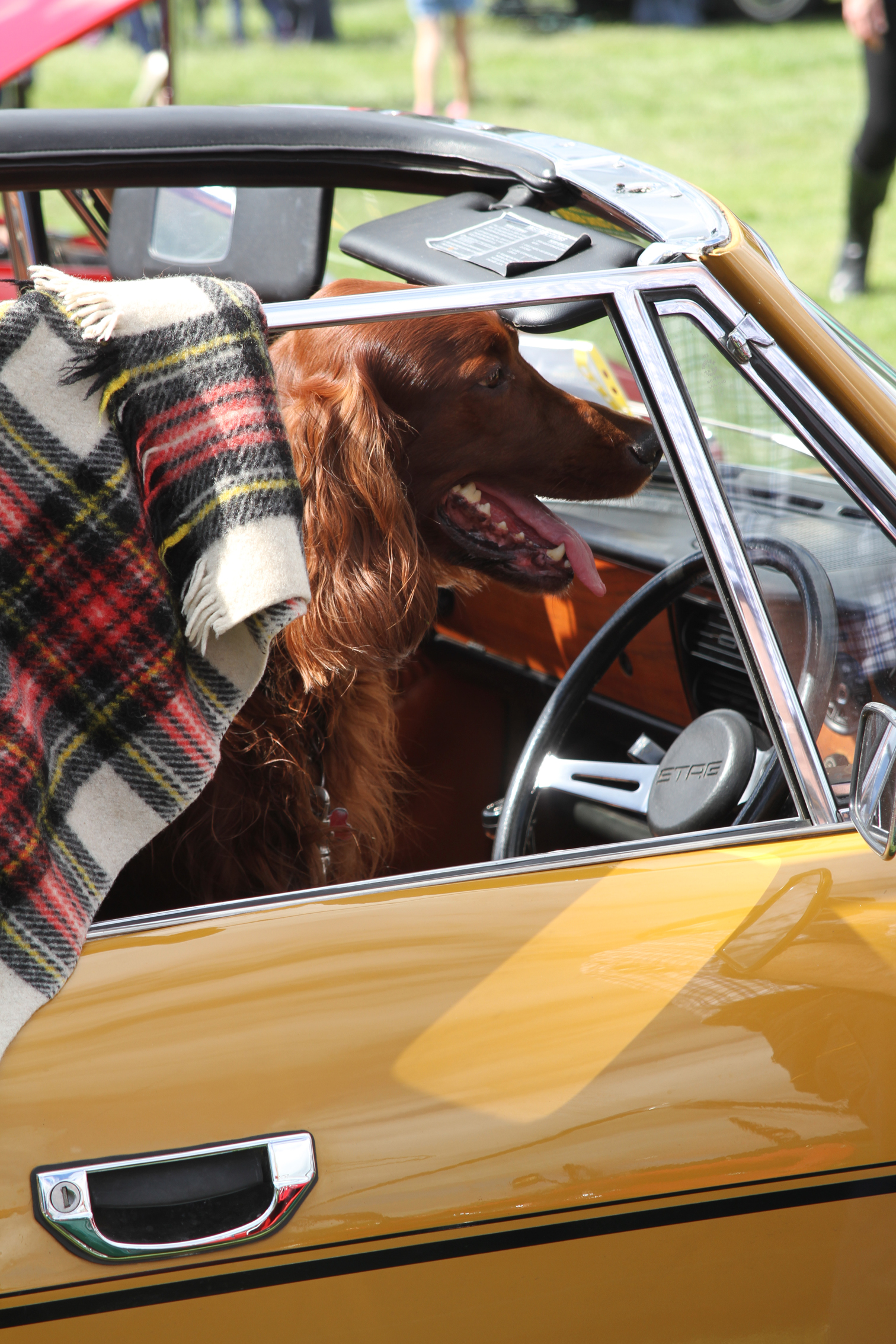 Springer Spaniel In Classic Car